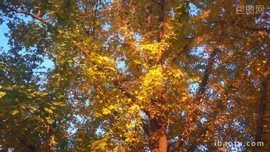 秋天枯黄银杏树叶
